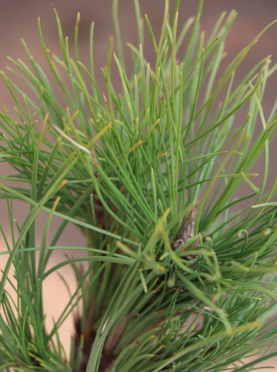 detail Borovice černá 'Wurstle´