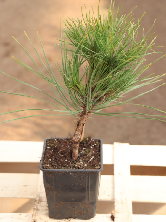 detail Borovice černá 'Wurstle´