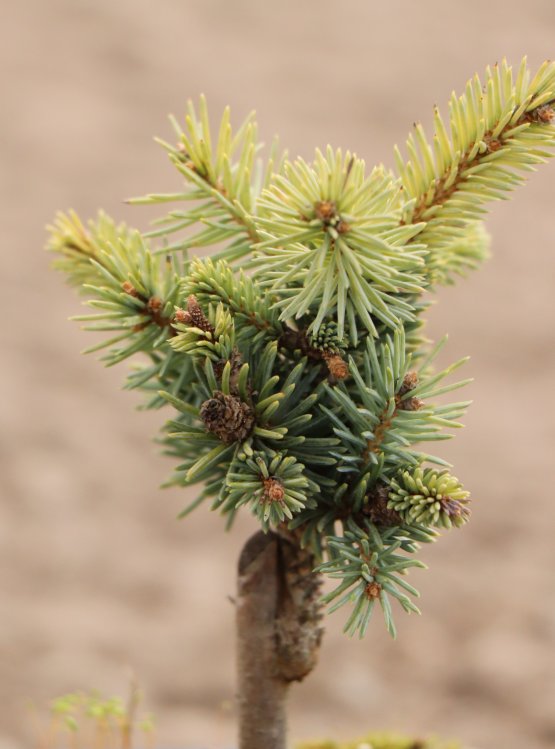 detail Smrk pichlavý 'Glauca Globosa'