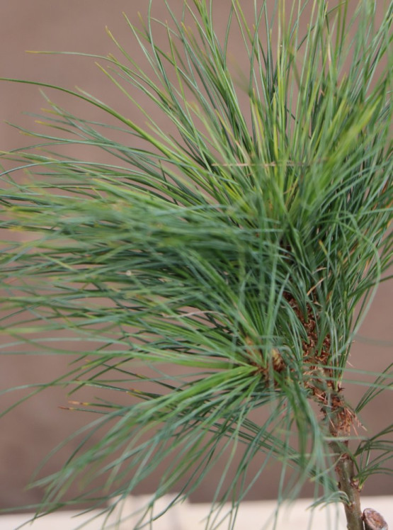 detail Borovice vejmutovka ´Niagara Falls´