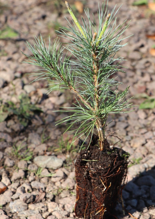 detail Borovice vejmutovka