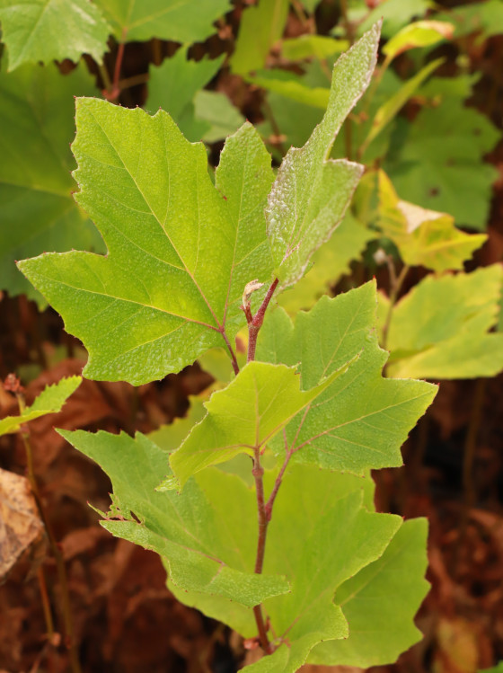 detail Platan javorolistý