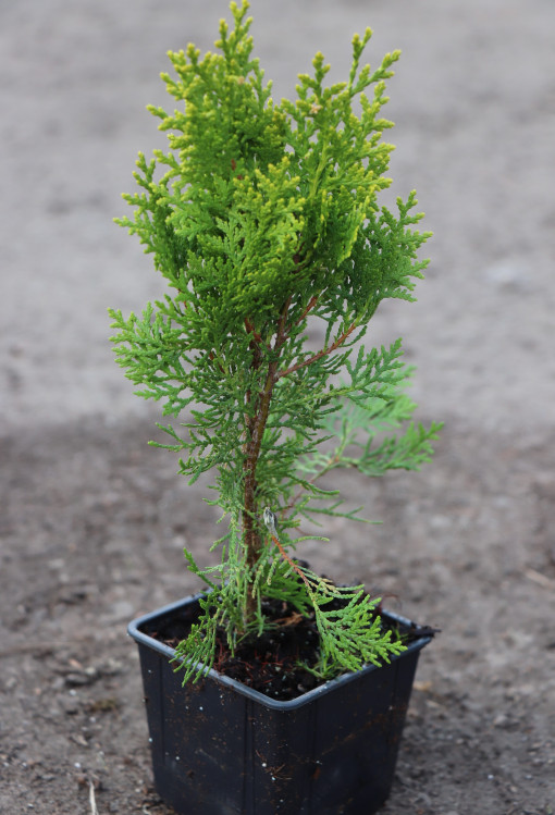 detail Zerav východní 'Aurea Nana'