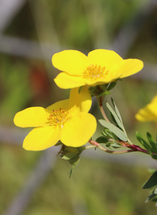 detail Mochna křovitá 'Goldfinger'