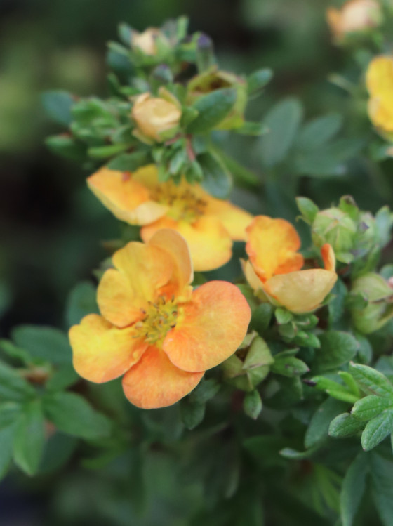 detail Mochna křovitá 'Oleška'