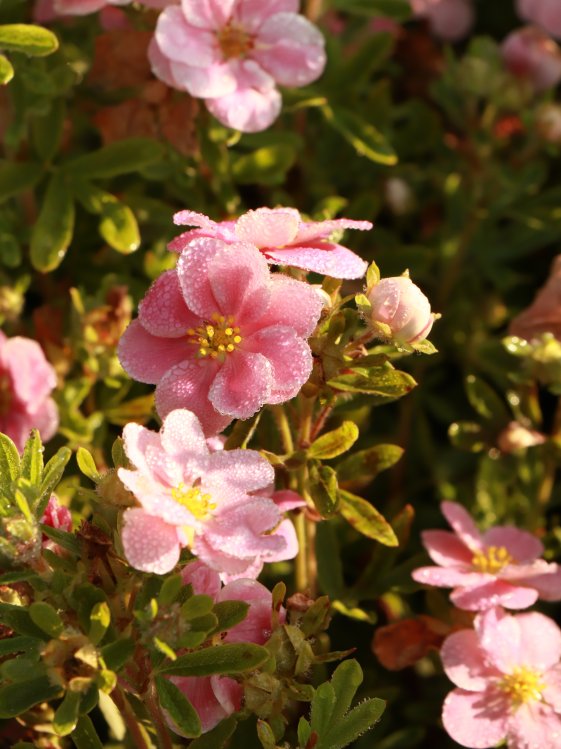 detail Mochna křovitá 'Růžová kompaktní'