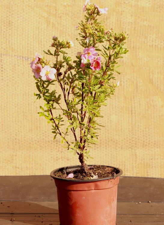 detail Mochna křovitá 'Růžová kompaktní'