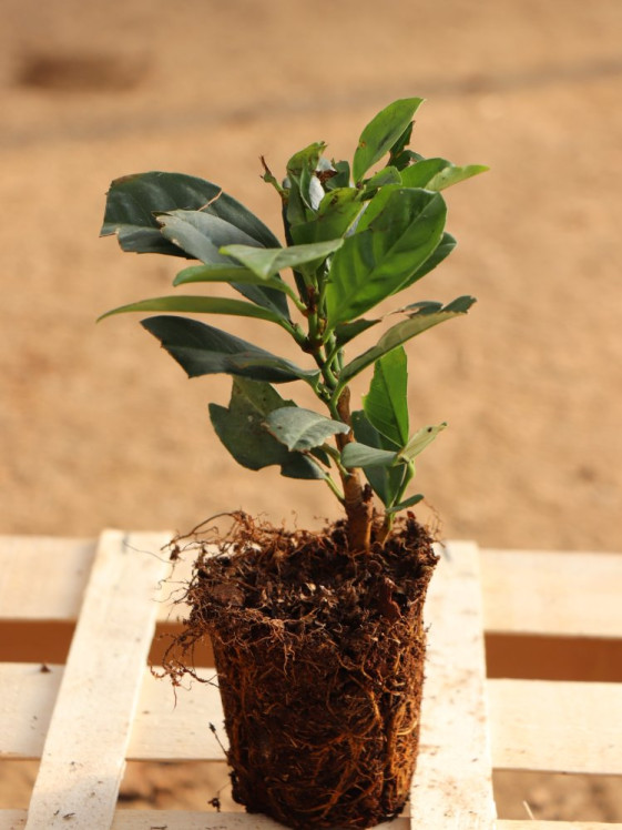 detail Bobkovišeň lékařská 'Etna'®