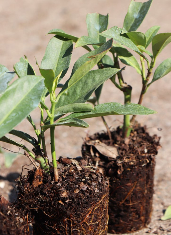 detail Bobkovišen lékařská 'Fontanette'
