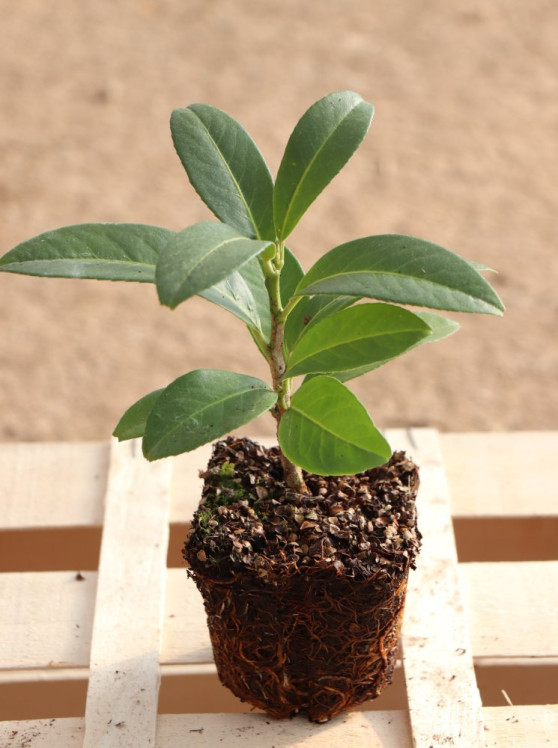 detail Bobkovišeň lékařská 'Mount Vernon'