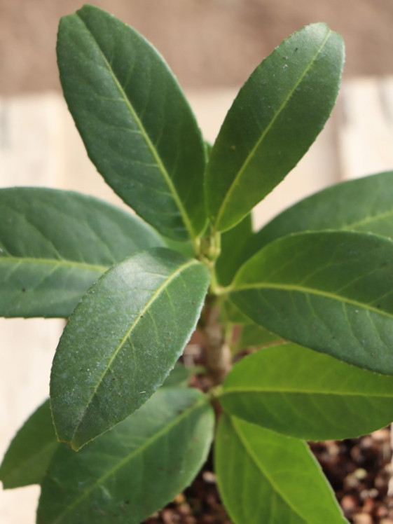 detail Bobkovišeň lékařská 'Mount Vernon'