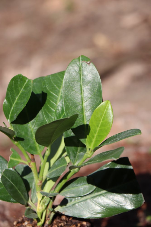 detail Bobkovišeň lékařská 'Titan' ®