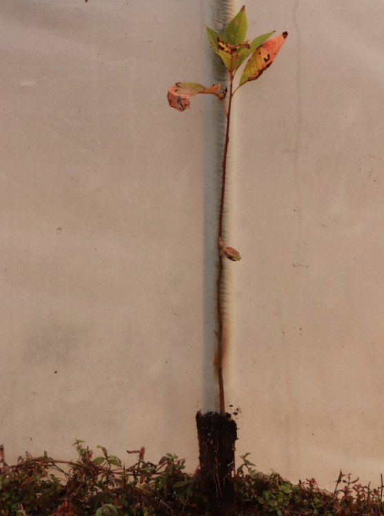 detail Střemcha obecná