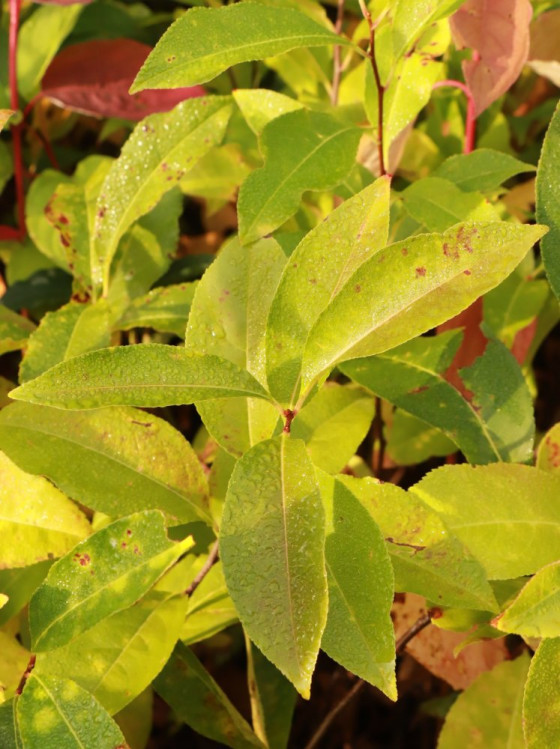 detail Střemcha pozdní