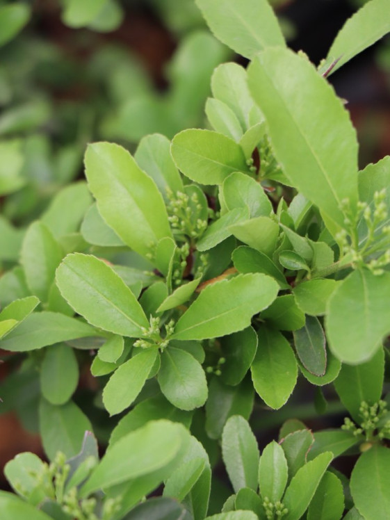 detail Hlohyně šarlatová 'Saphyr® Jaune'