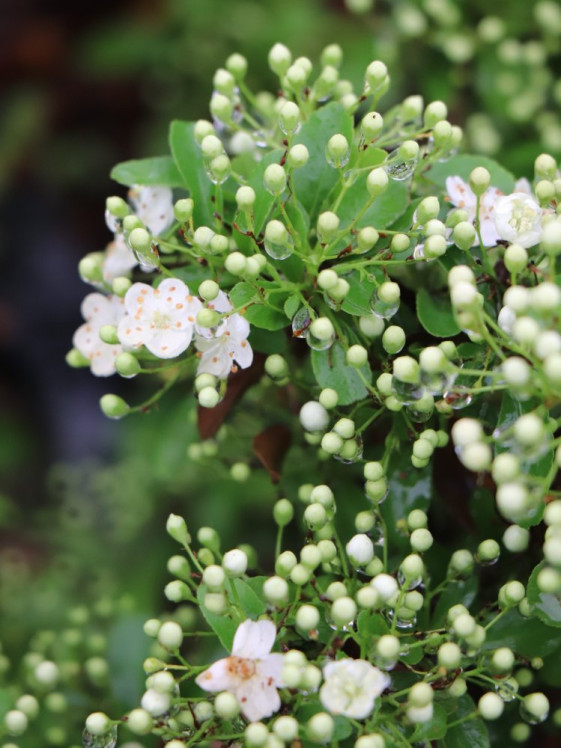 detail Hlohyně šarlatová 'Saphyr® Orange'