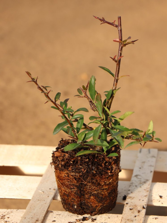 detail Hlohyně 'Orange Glow'