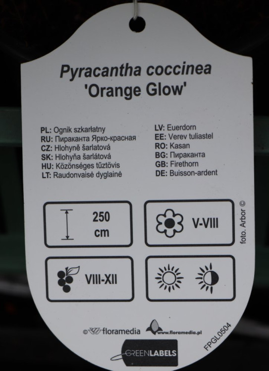 detail Hlohyně 'Orange Glow'