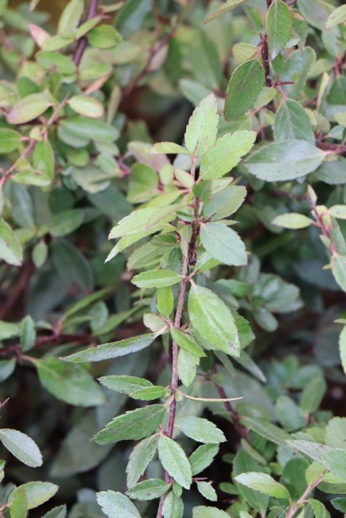 detail Hlohyně šarlatová 'Red Column'