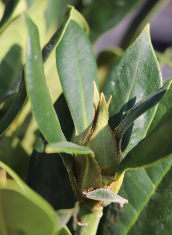 detail Rododendron 'Cunningham's White'