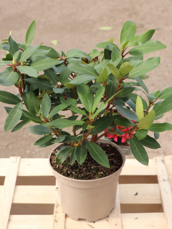 detail Rododendron 'Karl Naue'