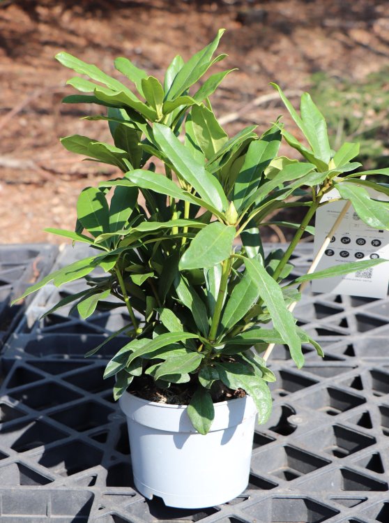 detail Rododendron 'Madame Masson'