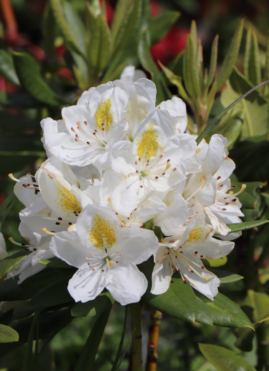 detail Rododendron 'Madame Masson'
