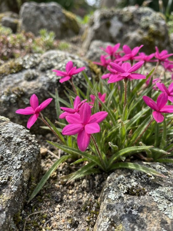 detail Rhodohypoxis mil. 'Claudia'