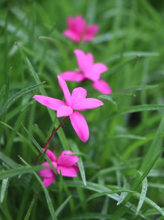 detail Rhodohypoxis mil. 'Claudia'