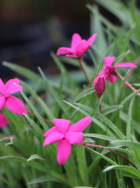 detail Rhodohypoxis mil. 'Claudia'
