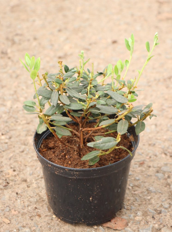 detail Rododendron 'Ramapo'