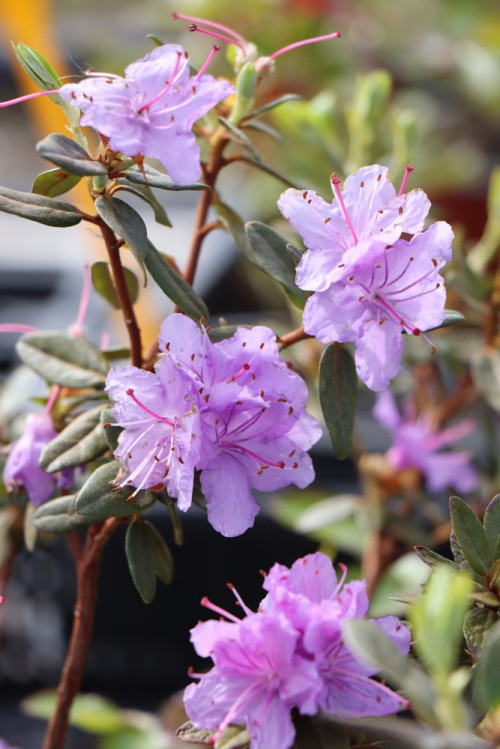 detail Rododendron 'Ramapo'