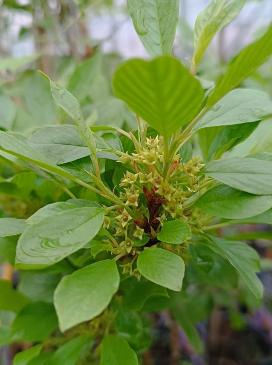 detail Řešetlák nízký