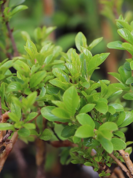 detail Řešetlák nízký