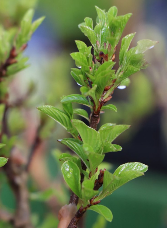 detail Řešetlák nízký