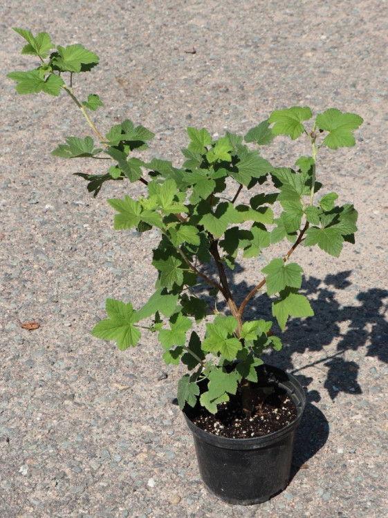 detail Meruzalka krvavá