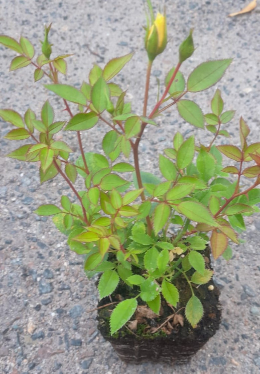 detail Růže terasová 'Golden Sun'