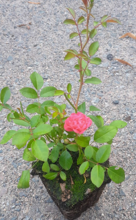 detail Růže půdopokryvná 'Lovely Fairy'