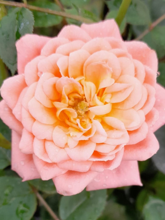 detail Růže zahradní 'Orange Imp'