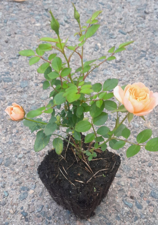 detail Růže zahradní 'Orange Imp'