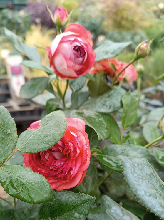 detail Růže 'Pompeji