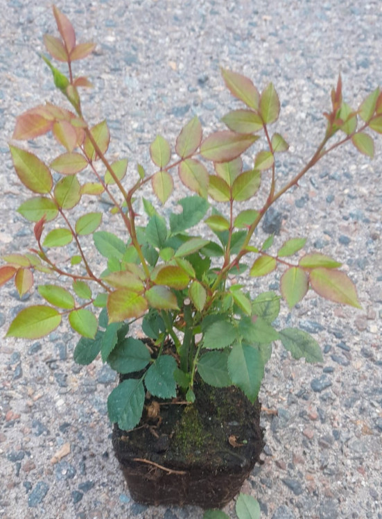 detail Růže půdopokryvná 'Rote The Fairy'