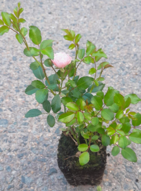 detail Růže pokryvná 'The Fairy'