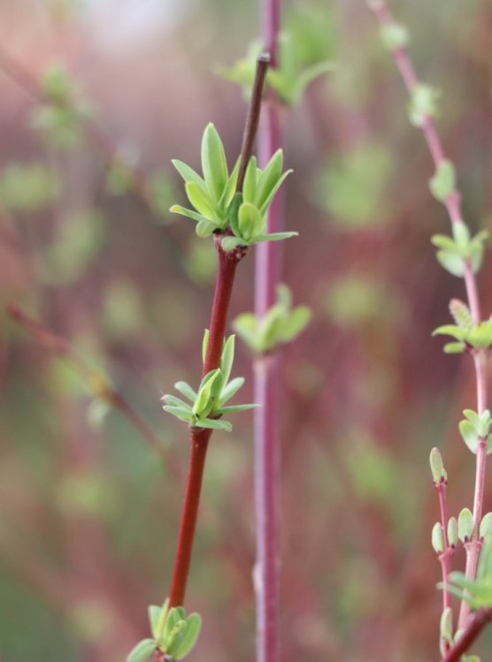detail Vrba celolistá 'Hakuro-Nishiki'