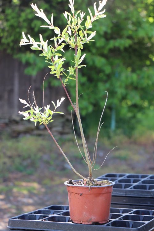 detail Vrba celolistá 'Hakuro-Nishiki'