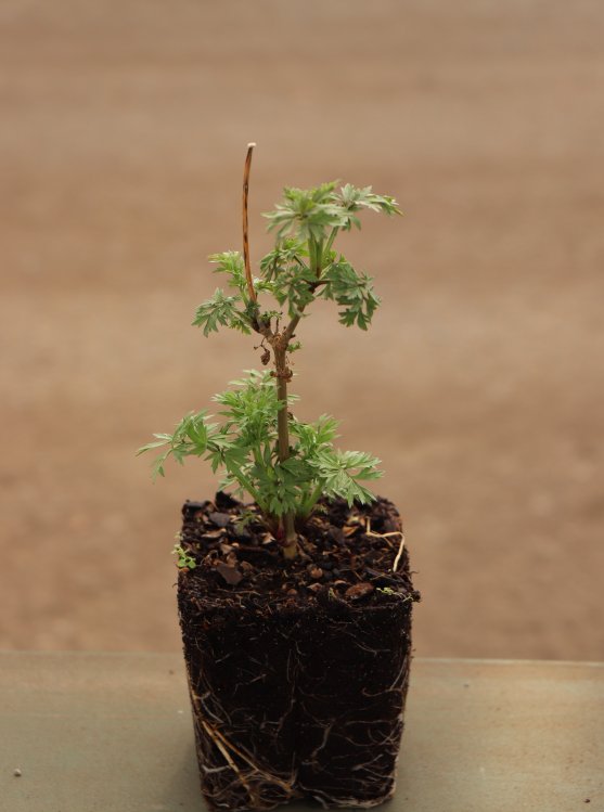 detail Bez černý 'Golden Tower'