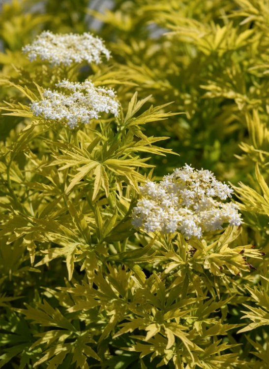 detail Bez černý 'Golden Tower'