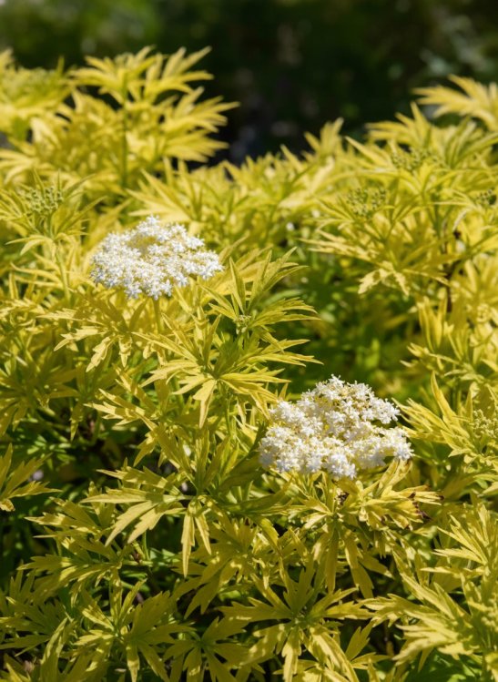 detail Bez černý 'Golden Tower'