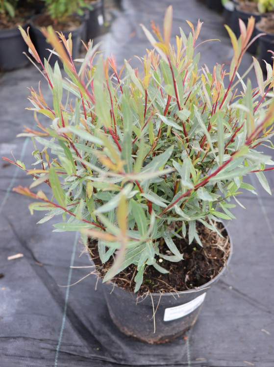 detail Vrba nachová 'Nana'