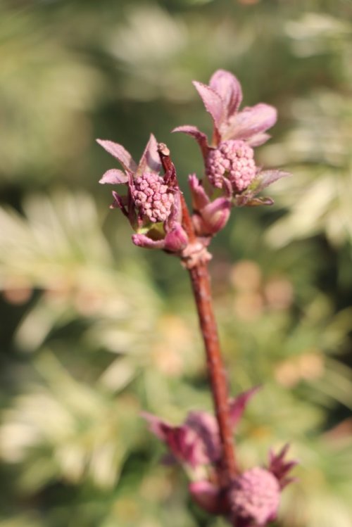 detail Bez červený